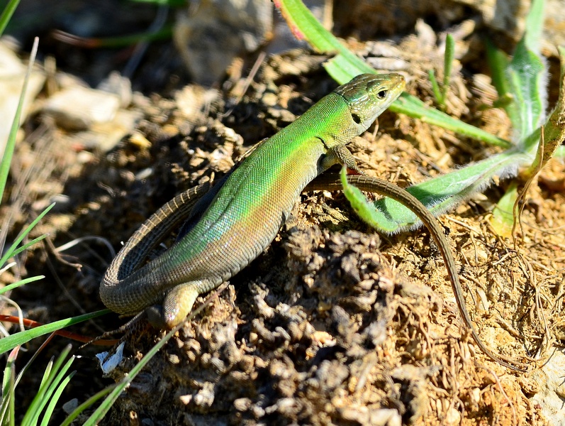 Lucertola adriatica